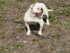 Americk� buldok - posledn� �t�n� k odb�ru!