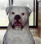 Americk� buldok - posledn� �t�n� k odb�ru!