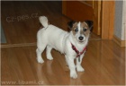 Jack a Parson Russell teri�r