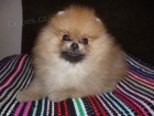 �T�N�TKO POMERANIAN