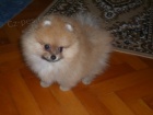 �T�N�TKO POMERANIAN