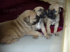 �t���tka Boerboel na prodej, �pi�kov� rodi�e