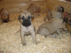 �t���tka Boerboel na prodej, �pi�kov� rodi�e