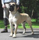 boerboel �t���tka ze zahrani�n�ho kryt�