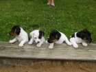 Prod�m �t��ata Jack Russell Teri�r