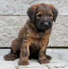 Briard - plav� �t��ata