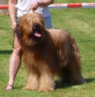 Briard - plav� �t��ata