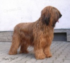 Briard - plav� �t��ata