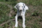Prod�m dalmatina s PP
