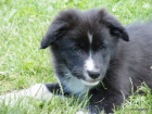 �teniatka border collie s PP - dva volni ps�ci
