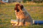 Kavkazsk� pasteveck� pes  -  n�dhern� fenka s PP
