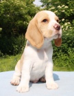 Beagle - �t��ata s PP