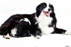 �t���tka border kolie s PP