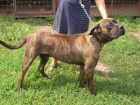 Kon�rsk� doga-Dogo Canario