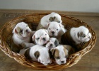 anglick� buldok s PP / buldog / bulldog