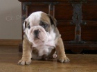 anglick� buldok s PP / buldog / bulldog