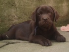 Labradorsk� retriever -�ern� a �okol�dov� �t�n�tka s PP