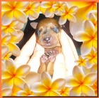 N�meck� pin� s PP