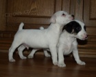 �t�n�tka jack russell terier