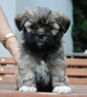 kr�sn� �t���tka lhasa-apso