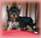 Jork��rsk� terier s pp