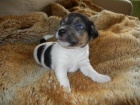 PEJSEK JACK RUSSELL TERIER - PO RODI��CH S PP, HLADKOSRST�