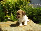 Jack Russell Terrier hol�i�ka s PP