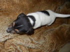 LUXUSN� PEJSEK JACK RUSSELL TERIER - PO RODI��CH S PP!