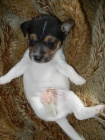 LUXUSN� PEJSEK JACK RUSSELL TERIER - PO RODI��CH S PP!