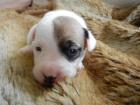 KR�SN� FENE�KA JACK RUSSELL TERIER - PO PAP�ROV�CH RODI��CH