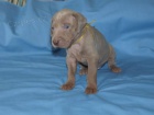 V�marsk� oha� - �t���tka - weimaraner puppies