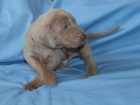 V�marsk� oha� - �t���tka - weimaraner puppies