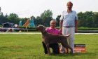 V�marsk� oha� - �t���tka - weimaraner puppies