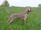 V�marsk� oha� - �t���tka - weimaraner puppies