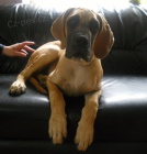 N�meck� doga-�t��ata