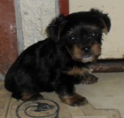 jork��rsk� teri�r