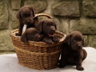 Labradorsk� retriever - �okol�dov� �t�n�tka s PP