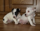 �t�n�tka jack russell terier