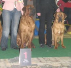 Tosa Inu �t��ata s PP