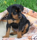 N�meck� pin� - �t���tka s PP !!!