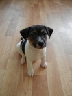 KR�SN� PEJSEK JACK RUSSELL TERIER - PO RODI��CH S PP