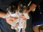 PEJSCI JACK RUSSELL TERIER, PO RODI��CH S PP, IHNED K ODB�RU!