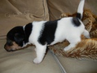 PEJSEK JACK RUSSELL TERIER - PO RODI��CH S PP, IHNED K ODB�RU