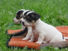 Prod�m� �t��ata Jack Russel Treier s PP