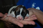Jack Russell Teri�r (�t���tka s PP)