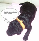 �t�n� st�edn�ho �ern�ho pudla s PP