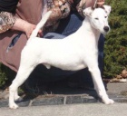 Foxteri�r hladkosrst� s PP(chovn� psi a fenky)