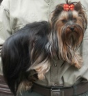 Jork��rsk� teri�r s PP(pejsci po mal�ch rodi��ch)