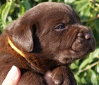 Labrador retriver s PP-tmav� �okol�dov� 