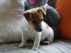 Jack Russell 